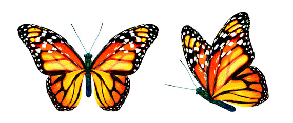 Fototapeta na wymiar Color monarch butterflies, isolated on the white background