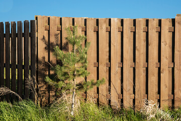 Wooden planked fence around house with spruce in front of and sky background