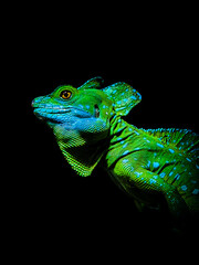 Wildlife in the dark