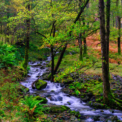 Borrowdale Stream