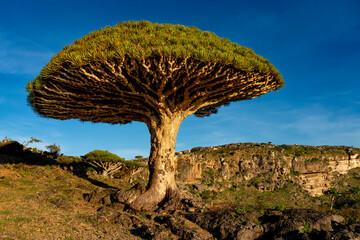 exotic and unique Socotra dragon tree, Dracaena cinnabari