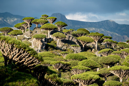 exotic and unique Socotra dragon tree, Dracaena cinnabari
