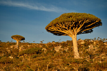 exotic and unique Socotra dragon tree, Dracaena cinnabari