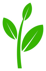 Tea plant vector illustration on a white background. An isolated flat icon illustration of tea plant.