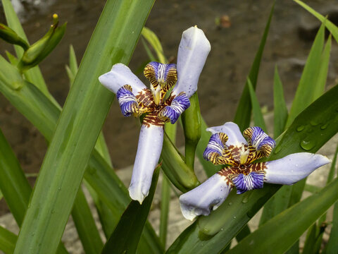 Walking iris also called the Neomarica gracilis flower native to South America and used in decor gardens.