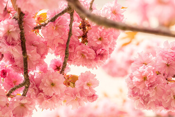 Gothenburg, Sweden - May 13 2021: Pink cherry blossom tree in early spring.