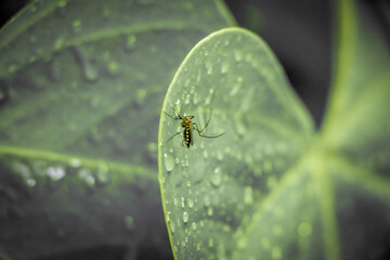 Mosquito on leaf