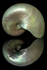 nautilus shell on black background