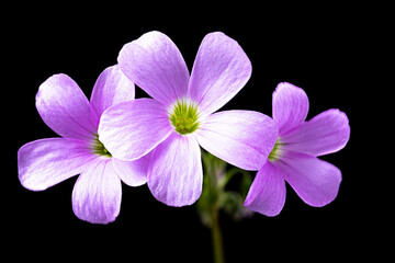 Oxalis Blossoms Closeup