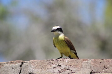 Fototapeta premium birds