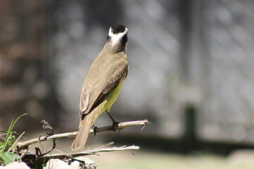 birds