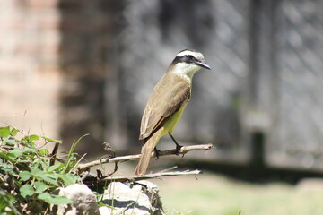 birds