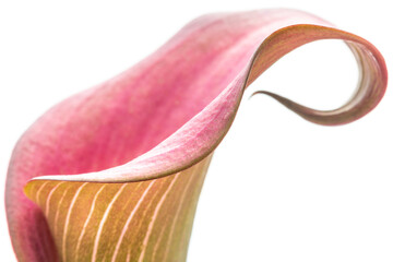 Pink Calla Lily Detail