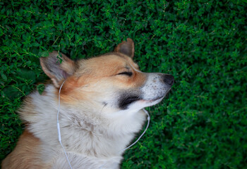 portrait of a cute puppy dog corgi lying on the grass with closed eyes and listening to music in headphones