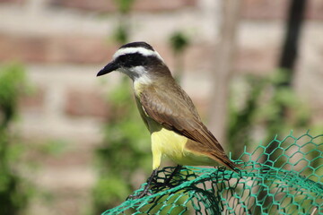 birds