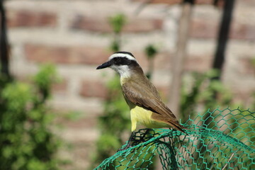birds
