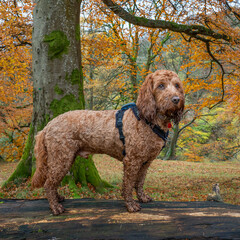 A young cockapoo standing on a fallen tree in autumnal woodland