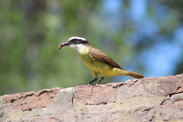 birds