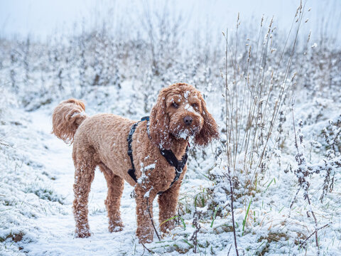 Cockapoo on a Winter dog walk in a snowy field