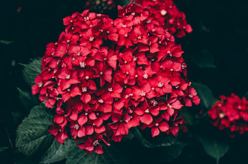 Red hortensia