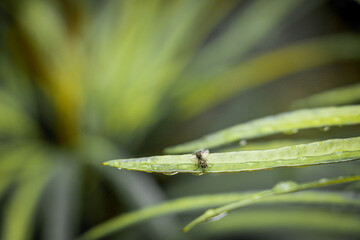 dragonfly on a leaf