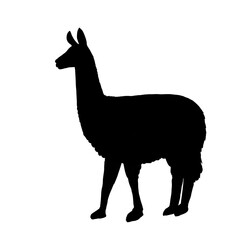 Silhouette  of a llama