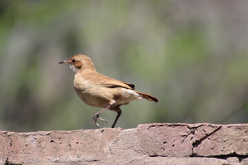 birds
