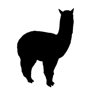 black alpaca silhouette on white background clip art preview