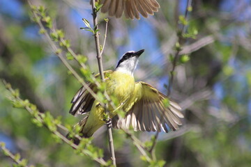 birds