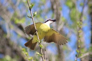 birds