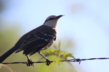 birds