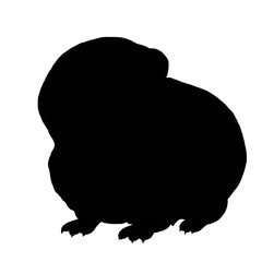 Silhouette of Guinea pig on w