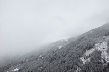 A forest on a snowy mountain, covered by a thick cloud