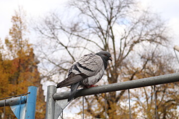 Palomas urbanas