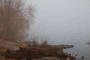 Obraz premium Wooden snag near river in morning for