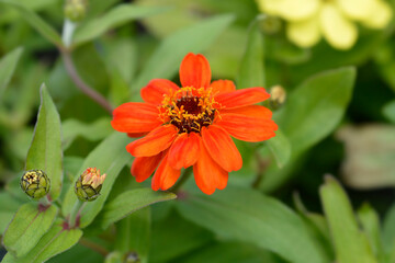 Common zinnia