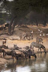 elephants, serengeti national park