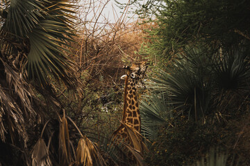 giraffe, serengeti national par