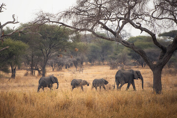elephants, serengeti national park