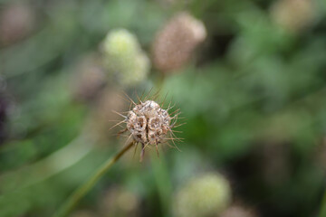 Pincushion flower Black knight