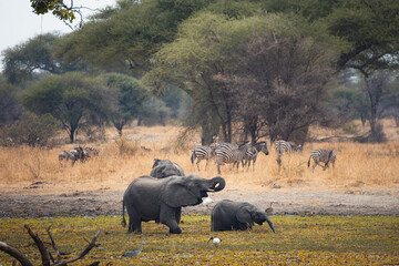 elephants, serengeti national park