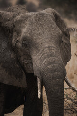 elephants, serengeti national park