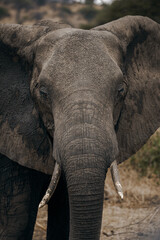 elephants, serengeti national park