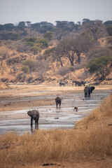 lion, serengeti national park, tarangire