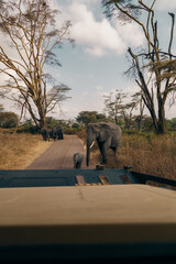 elephants, serengeti national park