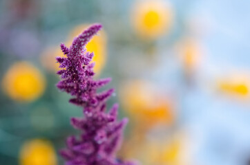 Abstract flower background with copy space. Selective focus inflorescences of flowers blurred background. Natural background of wild violet flowers.