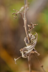 Abstract background with dried flowers with copy space. Selective focus inflorescences of flowers blurred background. Withered dry plant. Natural background of wild flowers.