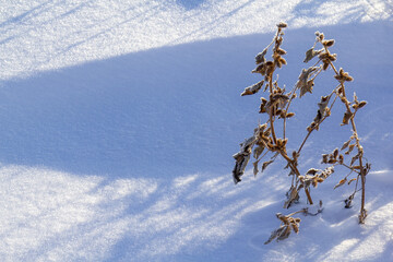 Xanthium medicinal plant against the background of winter snowy toroes.