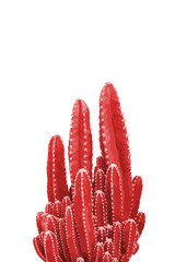 Coral cactus plant, desert, tropical