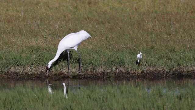 Critically Endangered Whooping Crane feeding on Blue Crab in Aransas National Wildlife Refuge, Rockport Texas	
